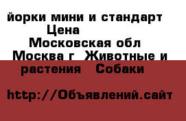 йорки мини и стандарт › Цена ­ 20 000 - Московская обл., Москва г. Животные и растения » Собаки   